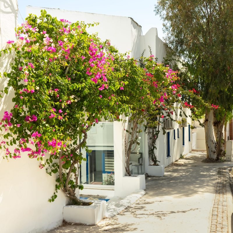 Traditional narrow street and houses architecture detail in Greece . Beautiful scenic old ancient white houses with pink flowers. Popular tourist travel destination, summer vacation